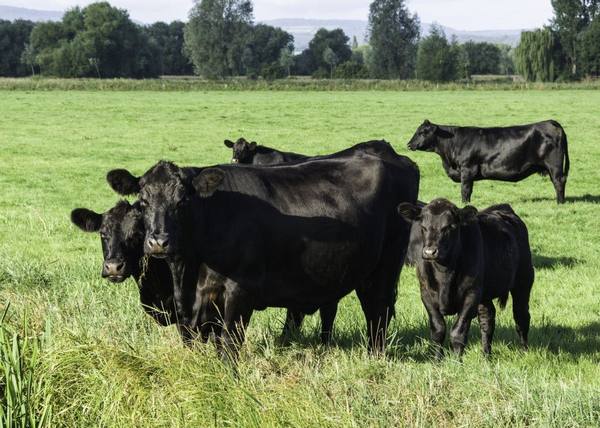 Особенности абердин-ангусской породы коров с фото