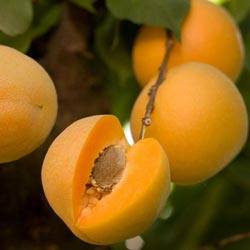 Абрикос медовый: описание и рекомендации по выращиванию - фото