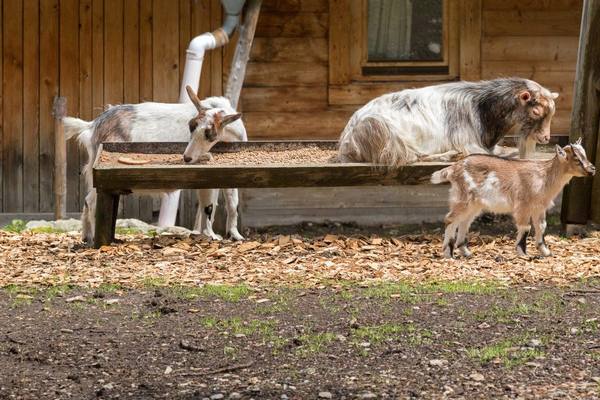 Почему так ценится Альпийская порода коз - фото