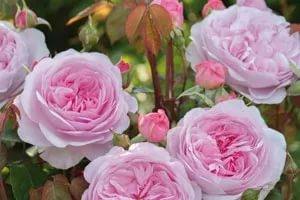 Английские розы Дэвида Остина: особенности ухода и условия выращивания, обз ... - фото