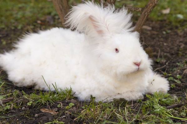 Ангорский кролик - фото