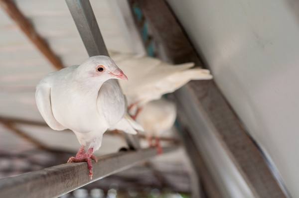 Как выглядят бакинские бойные голуби с фото