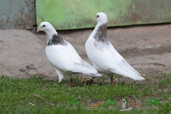 Бакинские голуби - летные рекордсмены нашей страны - фото