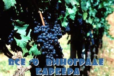 Все о винограде Барбера с фото