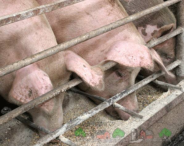 Выбираем лучшие стимуляторы для набора веса свиней с фото