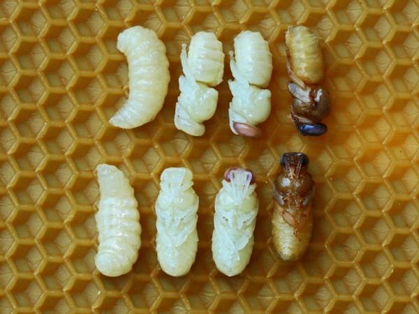 Строение пчелы - пример сложного организма - фото