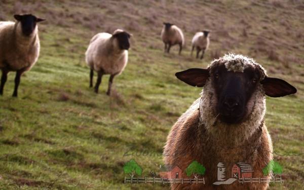 Разведение овец - прибыльный и перспективный бизнес - фото