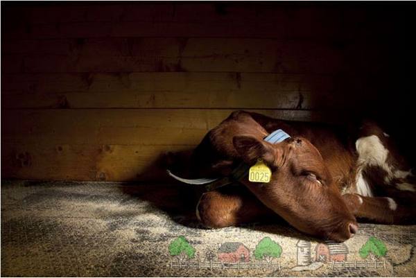 Родильный парез или нехватка кальция у коров с фото