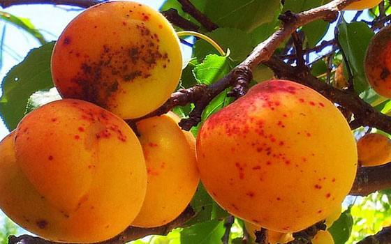 Как лечить болезни абрикосовых деревьев и защитить сад от вредителей с фото