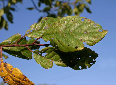 Чем можно вылечить болезни фруктовых деревьев с фото