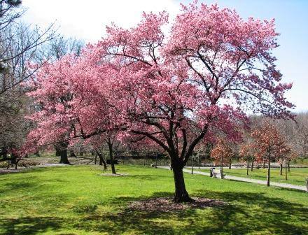 Бруклинский ботанический сад - много красивых фото с фото
