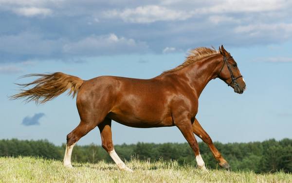 История и особенности буденновской породы лошадей - фото