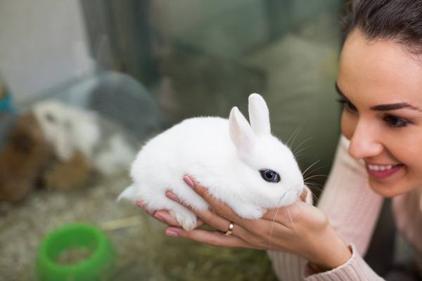 Как и чем кормить декоративных кроликов в частном хозяйстве с фото