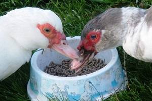 Что едят индоутки: рекомендации по питанию домашней птицы с фото