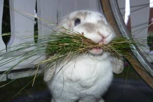 Чем и как правильно кормить кроликов в домашних условиях: виды кормов, правила и особенности организации питания с фото
