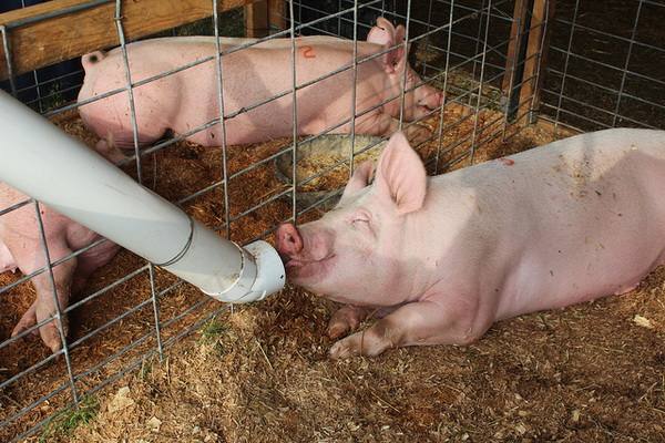 Особенности кормления свиней на свинокомплексах - фото
