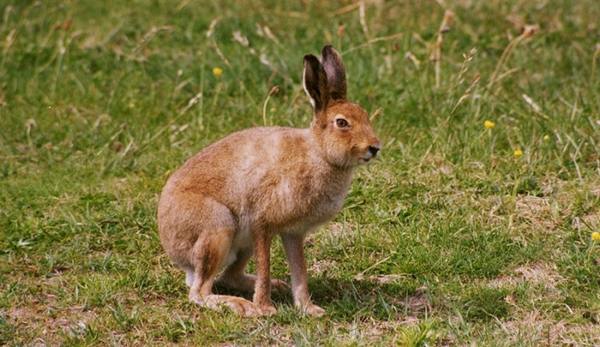 Заяц и кролик - а в чем разница? - фото