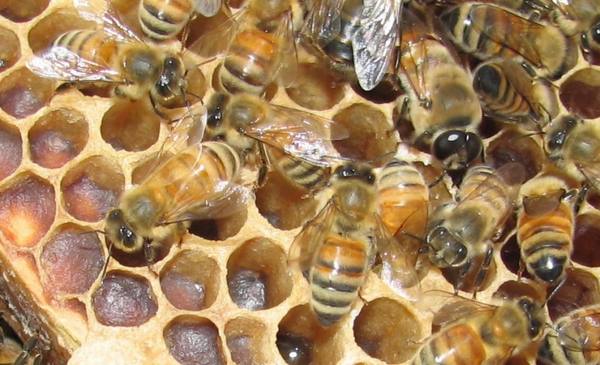 Чему можно поучиться у пчелы? с фото