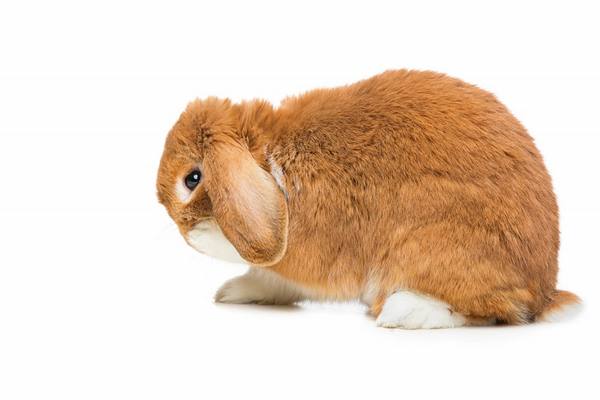 Как лечить чесотку у кроликов - фото