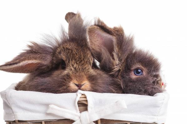 Чиктоник для кроликов  инструкция и описание - фото