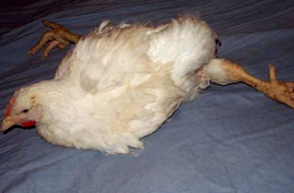 Проблемы с конечностями у цыплят: методы решения с фото
