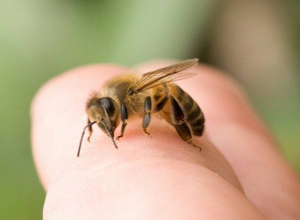 Укусы пчел и ос - кого бояться и как лечить? с фото