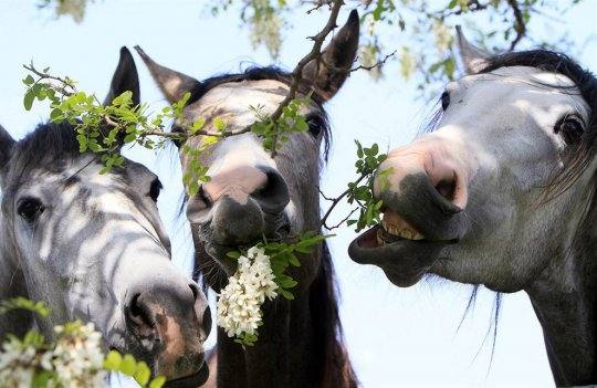 Чем кормить лошадей: рассматриваем основы рациона - фото