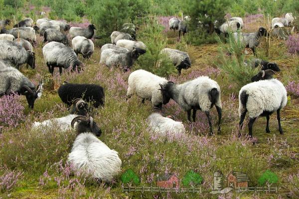 Рацион и кормление овец от А до Я с фото