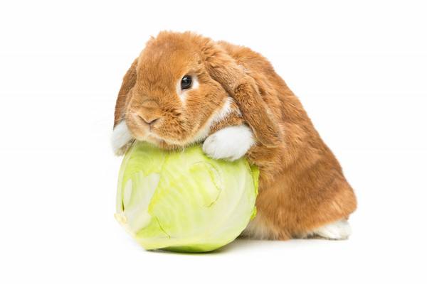 Что можно давать декоративному кролику поесть - фото