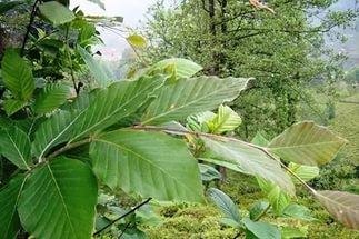 Граб: лиственное дерево-долгожитель с ценными свойствами древесины и разноо ... - фото