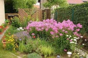 Как посадить на даче долгоцветущие цветы многолетники: виды растений, особенности подбора и ухода, фото и видео с фото