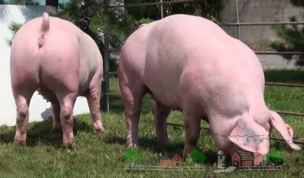 Как эффективно откормить свиней в домашнем хозяйстве - фото