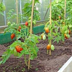 Формирование тепличных томатных кустов в 2 главных стебля: принципы и основ ... - фото