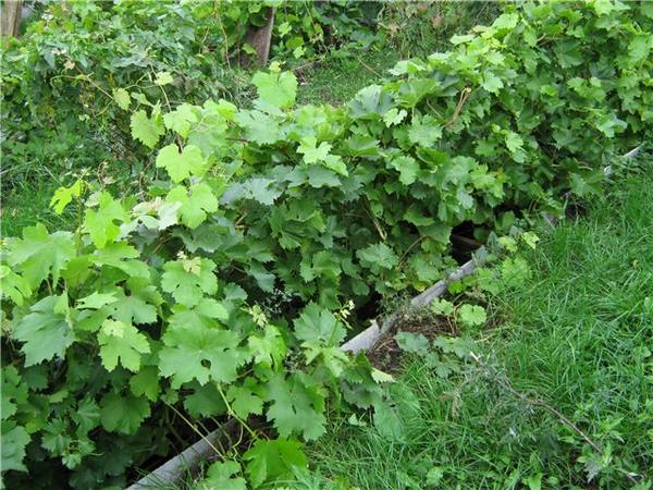 Правила формирования виноградного куста - фото
