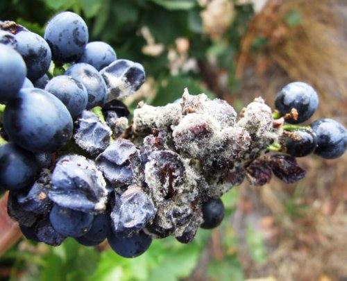 Фузариоз винограда с фото
