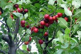 Гибриды вишни: советы по выращиванию и скрещиванию - фото
