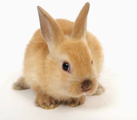 Лечение кроликов от глистов - фото