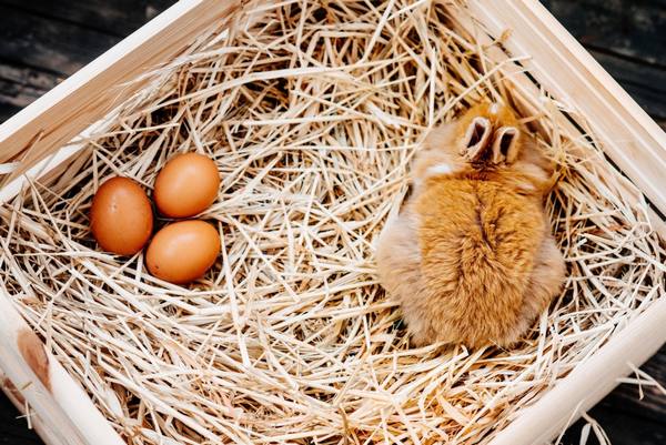 Почему крольчиха не делает гнездо с фото