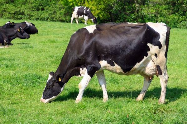 Описание голштинской породы коров с фото