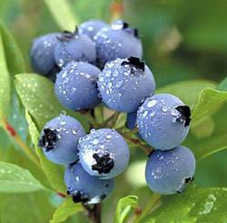 Голубика садовая - неприхотливый витамин: посадка, выращивание и уход с фото