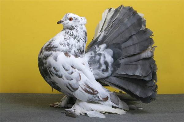 Обладатель самого пышного хвоста - павлиний голубь - фото