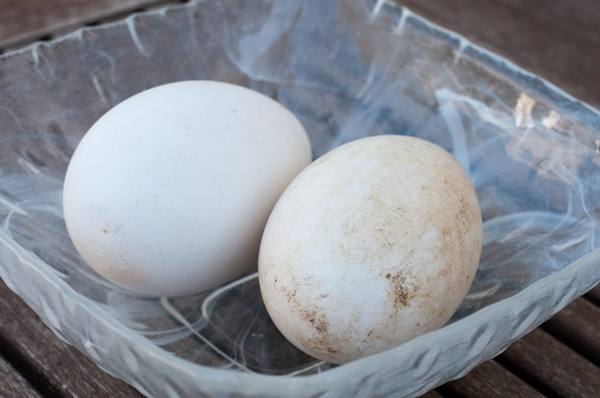 Чем полезны гусиные яйца - фото