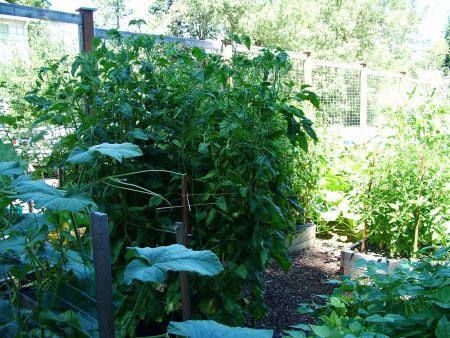 Идеи для сада-огорода на маленькой площади - фото