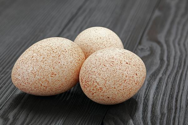 Польза и вред индюшачьих яиц - фото