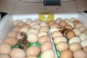 Инкубаторы для куриных яиц - как пользоваться в домашних условиях - фото