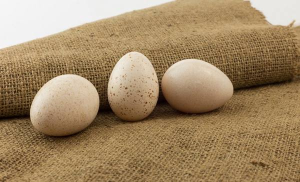 Как выполняется инкубация индюшиных яиц в домашних условиях? с фото