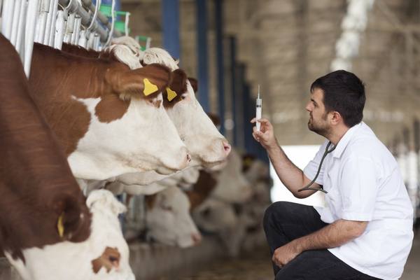 Как выполняется искусственное осеменение коров - фото