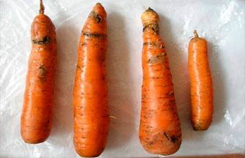 Как бороться с морковной мухой с фото