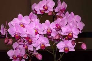 Цветение орхидеи в домашних условиях: практические рекомендации по уходу и стимуляции роста с фото