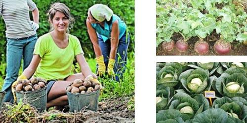 Как увеличить урожай в десятки раз Советы опытных огородников - фото